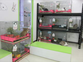 Illustration for article titled A Visit to Japan's Bunny Cafes